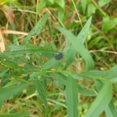 Euthamia leaf gall midge thumbnail 1