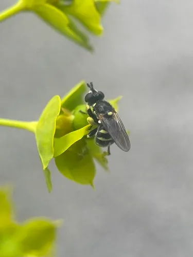 Dalmannia blaisdelli