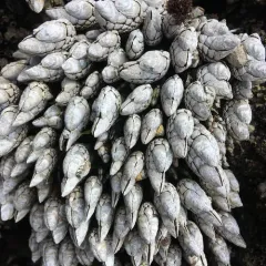 Gooseneck Barnacle thumbnail 3