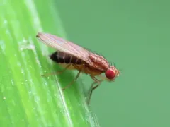 Scaptomyza adusta thumbnail 4