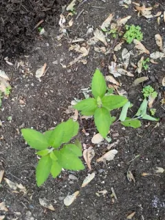 Downy Skullcap thumbnail 4