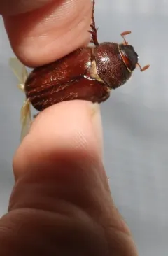 Phyllophaga hirticula thumbnail 2