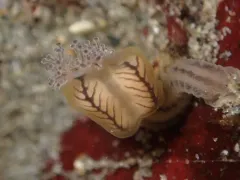 Manania distincta thumbnail 2