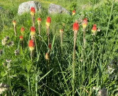 Red Hot Poker thumbnail 4