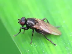 Lotophila atra thumbnail 2