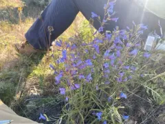 Cusick's beardtongue thumbnail 4