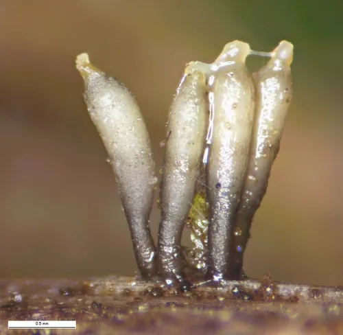 Acrospermum compressum