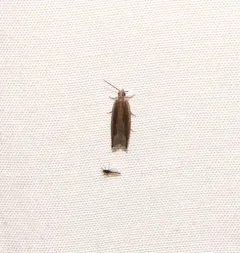 Ancylis diminuatana thumbnail 4