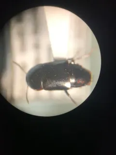 Tachinus picipes thumbnail 3