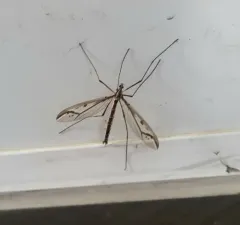 Pedicia procteriana thumbnail 4