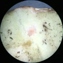 Rhizopogon evadens thumbnail 2