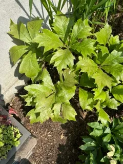 Japanese rodgersia thumbnail 3