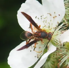 Metric Paper Wasp thumbnail 4