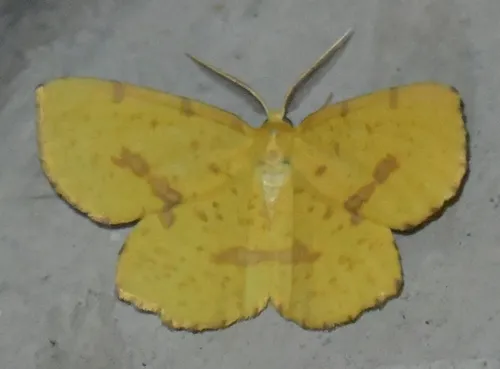 Xanthotype attenuaria