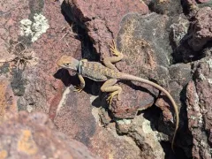 Desert Collared Lizard thumbnail 4