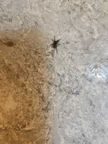 Pardosa glacialis