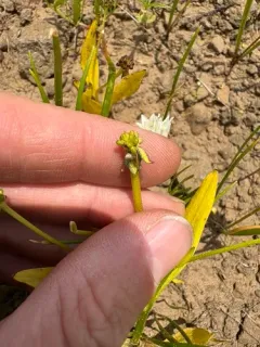 Blue Mountain Buttercup thumbnail 3