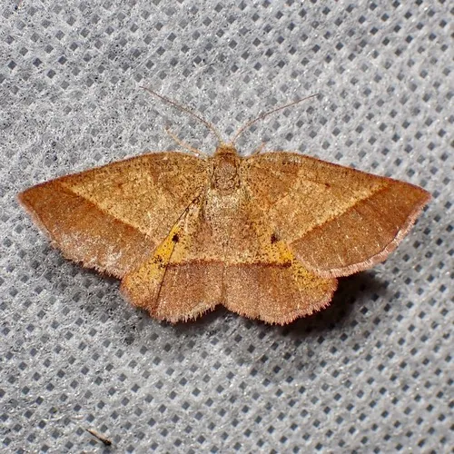 Yellow-washed Metarranthis Moth
