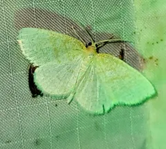 False Yellow-dusted Cream thumbnail 4
