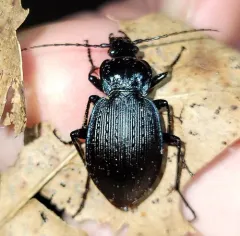 Carabus goryi thumbnail 4
