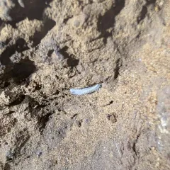Plumatyla humerosa thumbnail 4