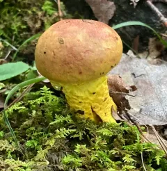 powdery sulfur bolete thumbnail 2