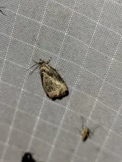 Hazel Olethreutes thumbnail 3