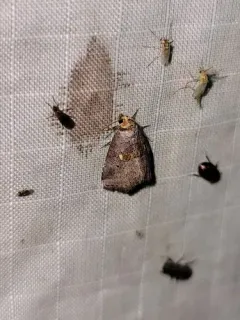 Yellow-spotted Graylet thumbnail 4