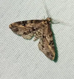 Gold-lined Melanomma Moth thumbnail 4