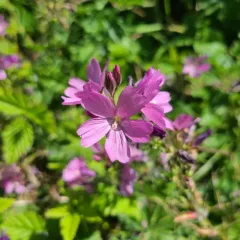 Rose Checkermallow thumbnail 4