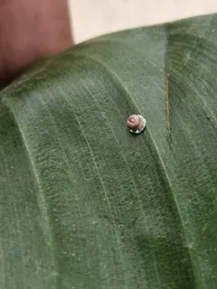 Fig Wax Scale thumbnail 1
