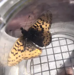 Frigga Fritillary thumbnail 1