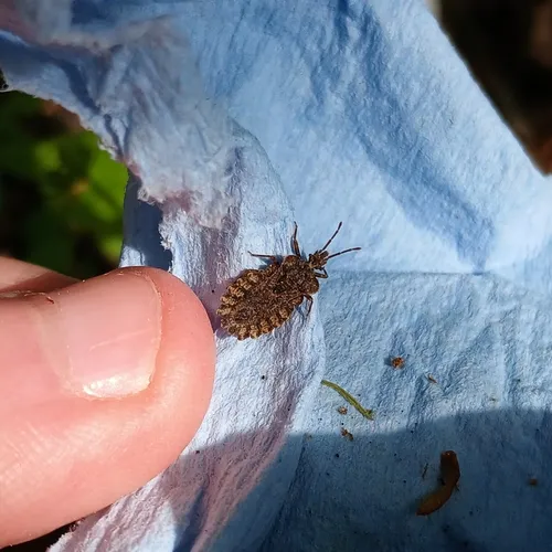 Aradus crenatus