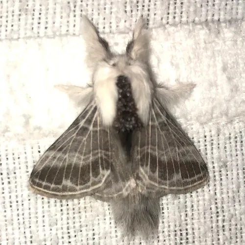 Large Tolype Moth