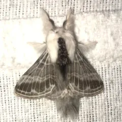 Large Tolype Moth thumbnail 1