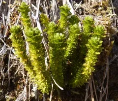 Alpine firmoss thumbnail 3