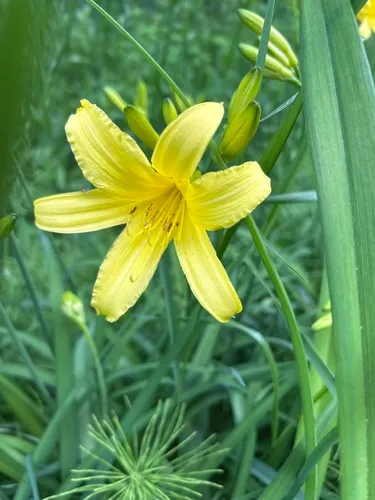 Small daylily