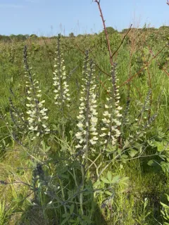 thick-pod white wild indigo thumbnail 1