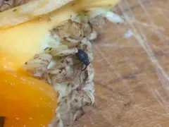 Pepper Weevil thumbnail 4