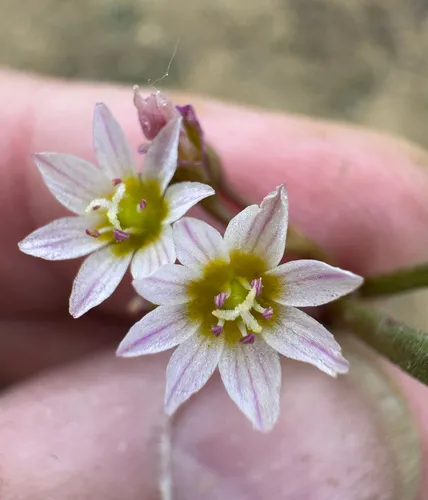 threeleaf lewisia