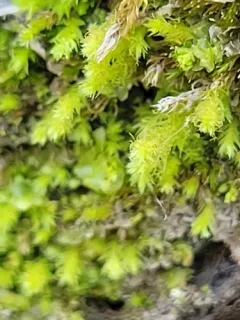 Pale-fruited Thread-moss thumbnail 3