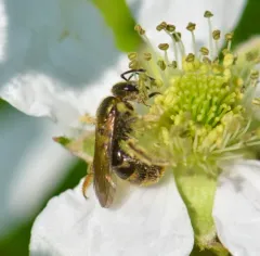 Cresson's Sweat Bee thumbnail 2
