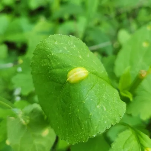 Aecidium campanulastri