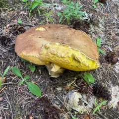 Spring King Bolete thumbnail 4
