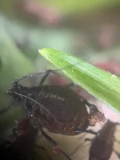 Bronze-brown Dandelion Aphid thumbnail 1