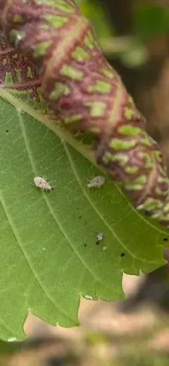 Deraeocoris aphidiphagus thumbnail 3