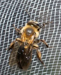 Snowy Mining Bee thumbnail 3