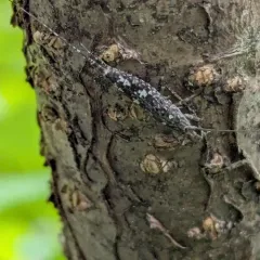 Arctic Bristletail thumbnail 3