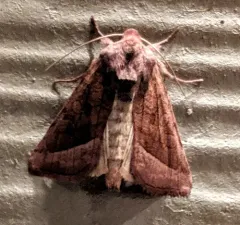 False Rosy Rustic Moth thumbnail 2