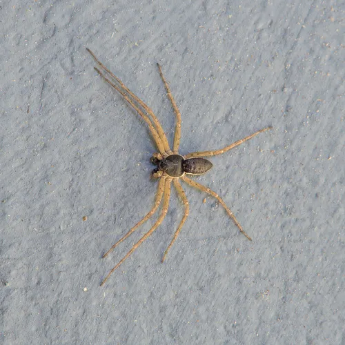 Eurasian Running Crab Spider